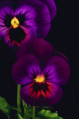 Donker paars viooltjes met zonnige geel centrum.