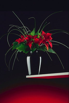 The composition of dark-red orchids in a black ceramic vase.