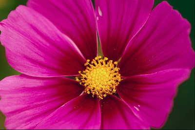Квітка рожевий з бордово серцевиною. Жовті тичінкі