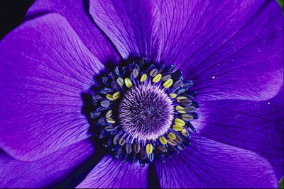 Purpuran cvijet hues s krzneni medijan