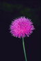 Flower prickles roża dandelion