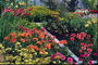 Jardin d\'hiver. Glaïeuls et dahlias colorés.