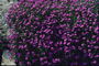 Bush violet fleurs.