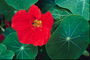 Flor vermella con grandes follas redondas