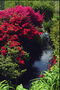 Pond. Arbustes à fleurs rouges.