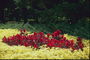 Πάρκο ζώνη. Λουλούδι σχεδιασμό σε κόκκινο και κίτρινο χρώμα.