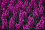 Rosas hyacinth.