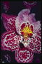 Batik-batik orkidyas.