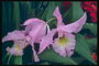 Hafif pembe orkide.