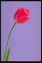 Tulip różowy.