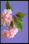 En filial af lyserøde blomster