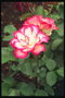 Bush blanc, avec des pétales de rose bordé de roses.