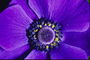 Fleur de violette teintes avec fourrure médiane