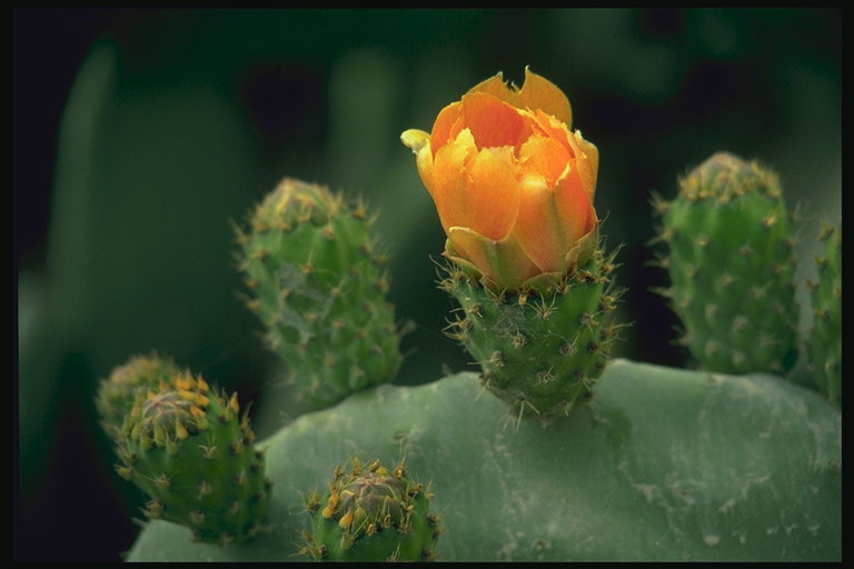 Cactus flower. Orange Bud.