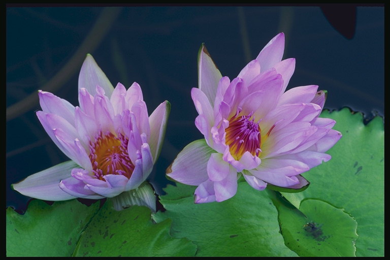 Lilies ในบ่อ. อ่อนโยน-lilac สี.
