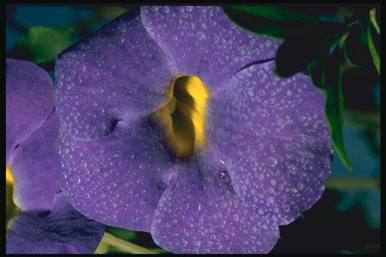 Purple flower in the dew drop.