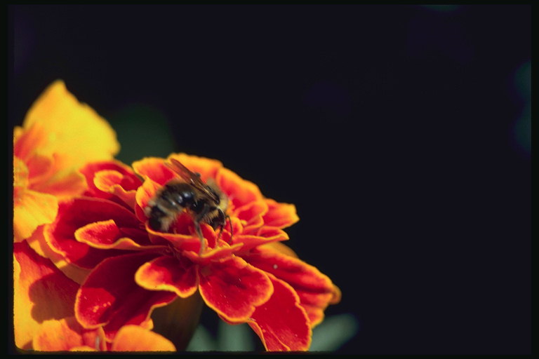 Marigold và con ong.
