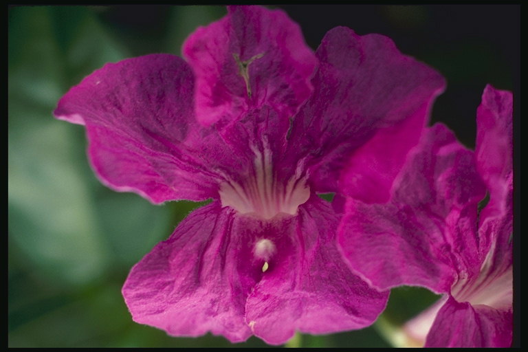 Ένα λουλούδι με μια προσφορά ροζ nervate.