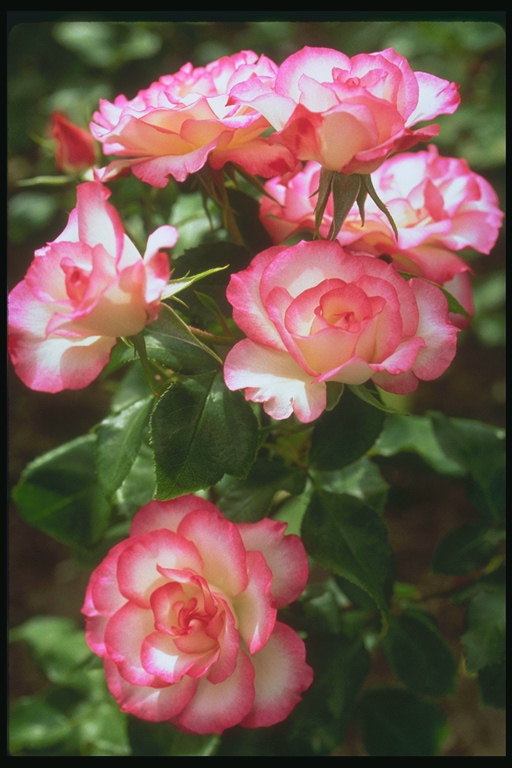 Bush hoa hồng trắng với màu hồng-edged petals.