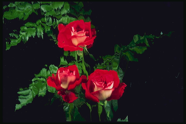 लाल गुलाब और फ़र्न शाखाओं का एक गुलदस्ता.