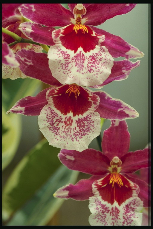 Orchid i skinnende rent.
