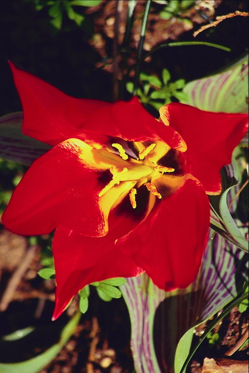 สีแดง tulip บุปผชาติด้วยดีเปิดเผย.