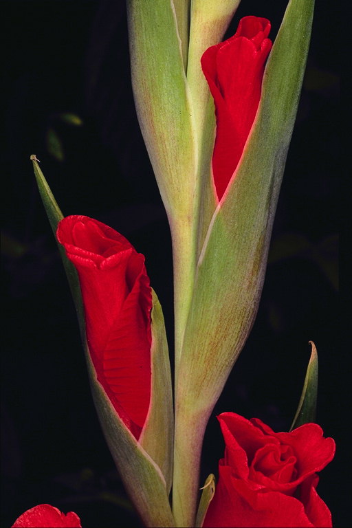 Nasičene rdeče Gladiolus brsti.