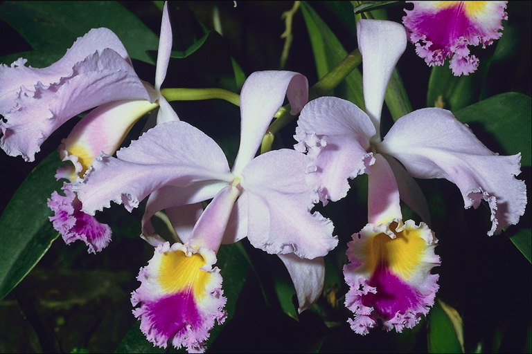 Jargavan orkide me petals-flokë.