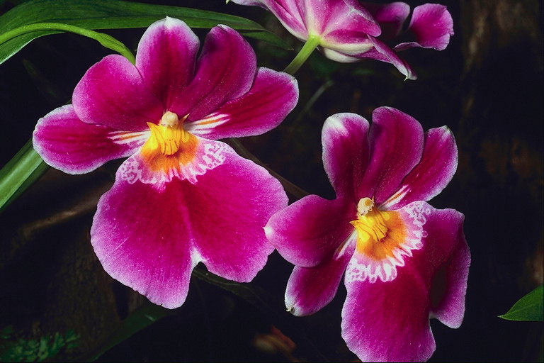 De orquídeas, sobre un delgado tallo.