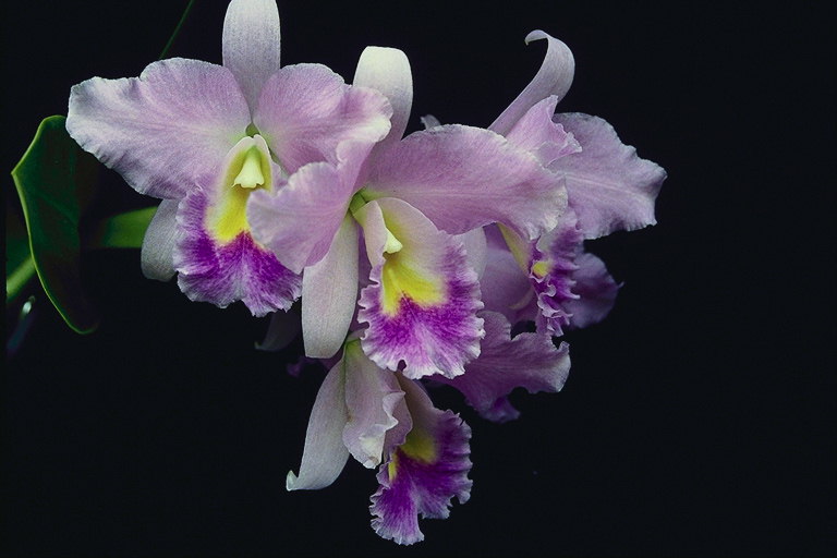 Ветка лиловой  орхидеи.