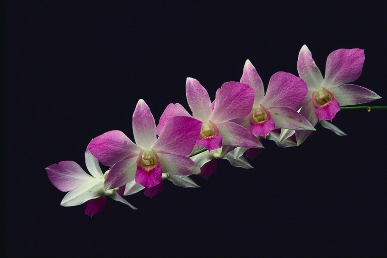 Filiala din orhidee cu petalele albe si roz.