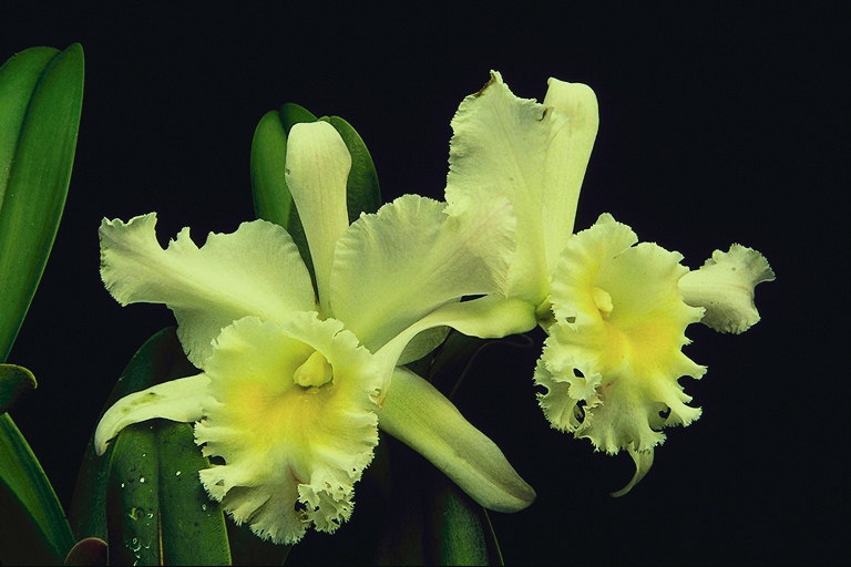 Blek gul orkidè på svart bakgrunn.
