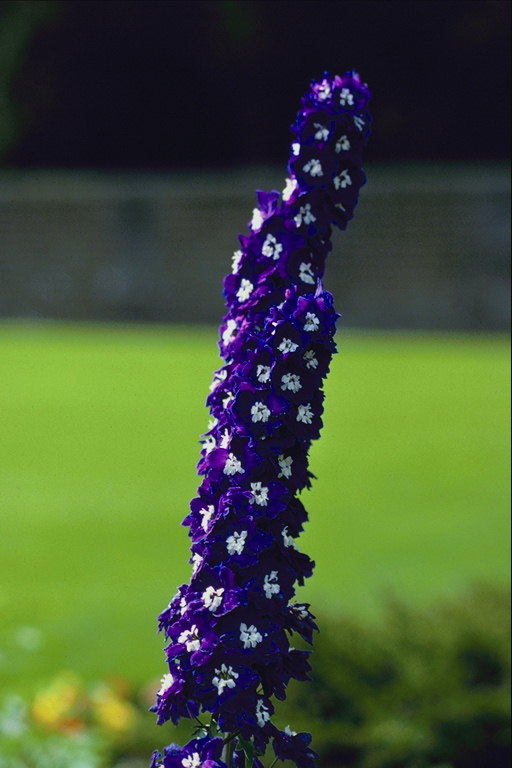 Inflorescence tối hoa violet