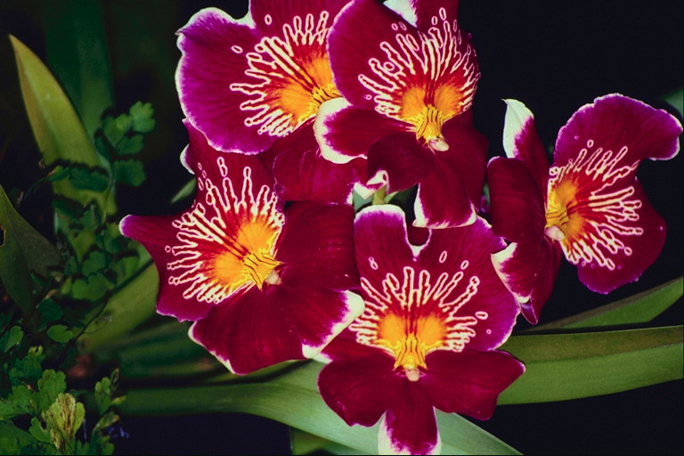 Šķirne orhidejas. Liesma-sarkans ziedlapiņām un dzeltenas sirds kā sputter