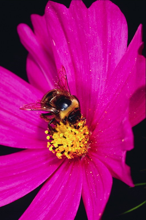 Roze margriet met stuifmeel op de bloemblaadjes en de Bee.