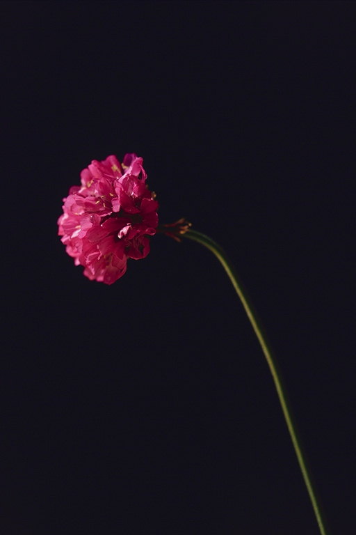 Hoa cẩm chướng duy nhất trên một nền đen.