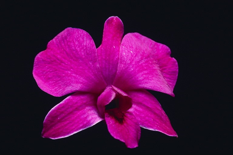 Orchid in rozā krāsas.