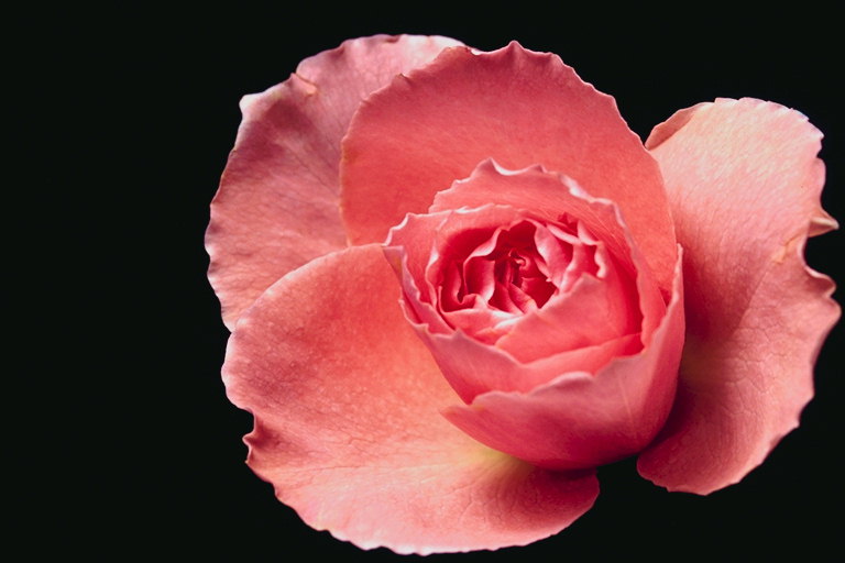 Бутон оранжево-розовой розы. 