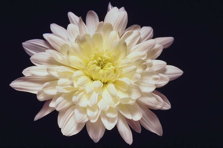 Dahlia pallido lilla con taglio petali.