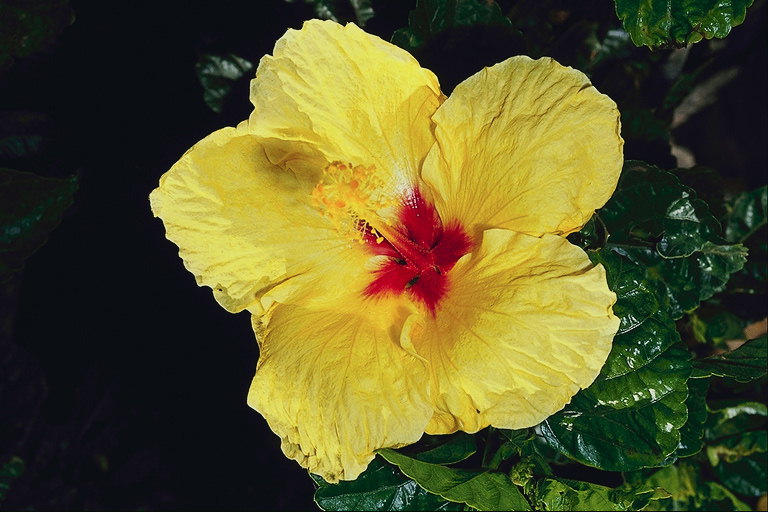 Bunga kuning dengan Tepi bergerigi