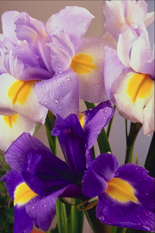 A kytici tmavě fialové a lilac-bílé Iris.