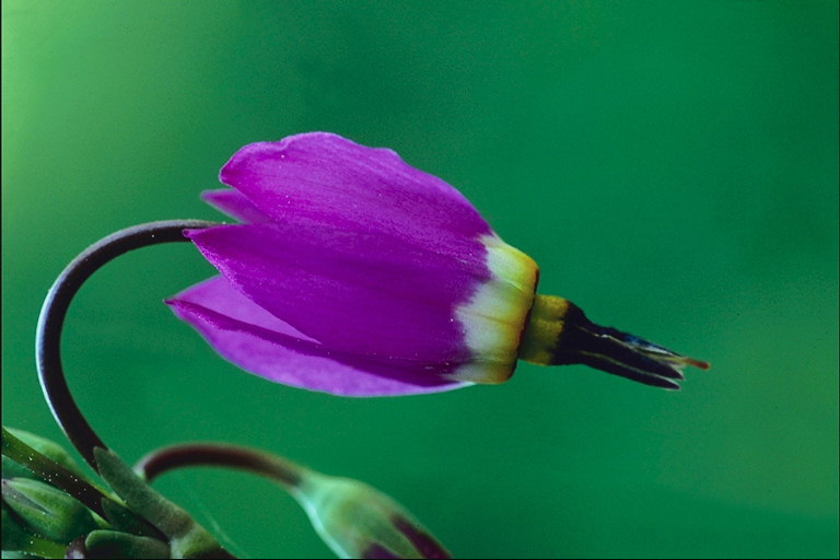 花卉紫丁香。