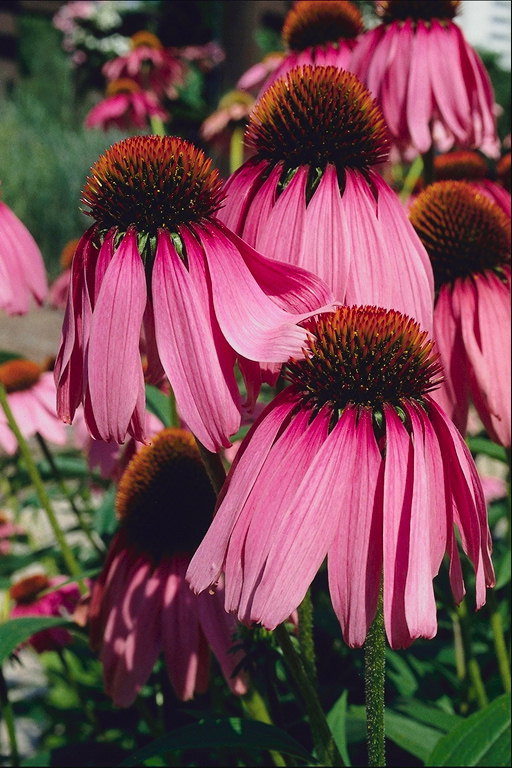 Pink cvet z dolgo Latice