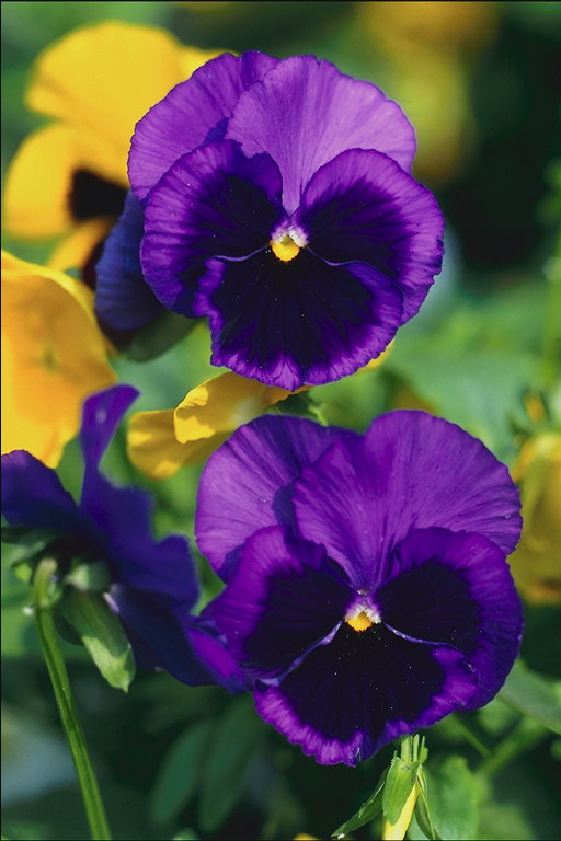 Виолетс - тамно љубичаста и жута.