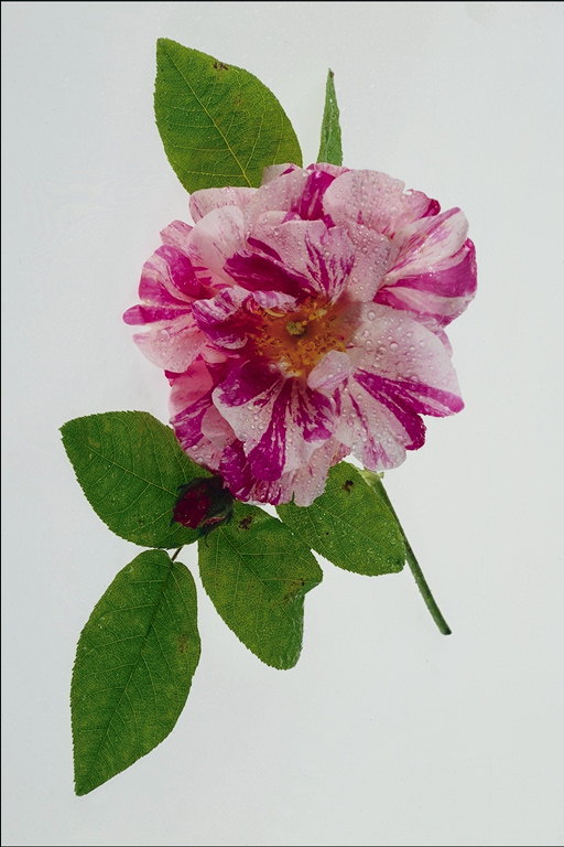 Den gren av nyponbuske blomma med ljust rosa uttryckt NERVIG