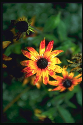 A ziedu ar dzeltenām ziedlapiņām un spilgti oranžas malām
