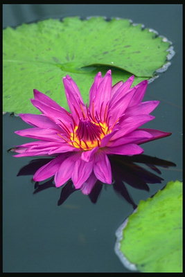 Pond. Lily rosa.
