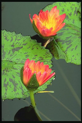 Variety waterlelies. Oranje bloem.