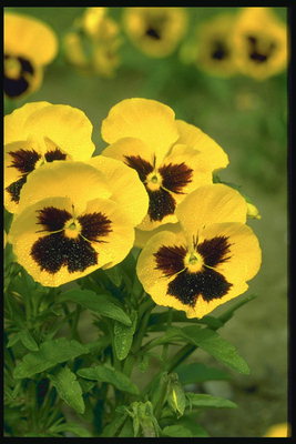 Sunny gule violer, med en mørk lilla midten.