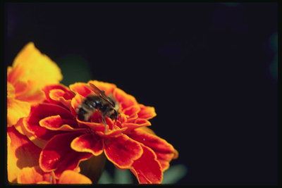 Marigold a včela.